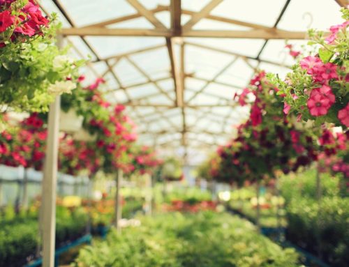 Buy Salisbury Greenhouse Gift Cards and Help Raise Funds!